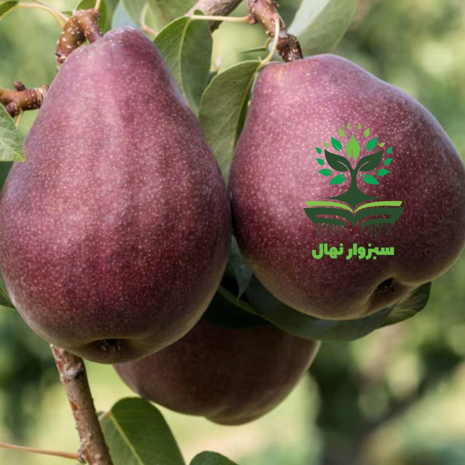 نهال گلابی رد آنجو  (sabzevarnahal)|گل و گیاه طبیعی|سبزوار, کهنه آب|دیوار