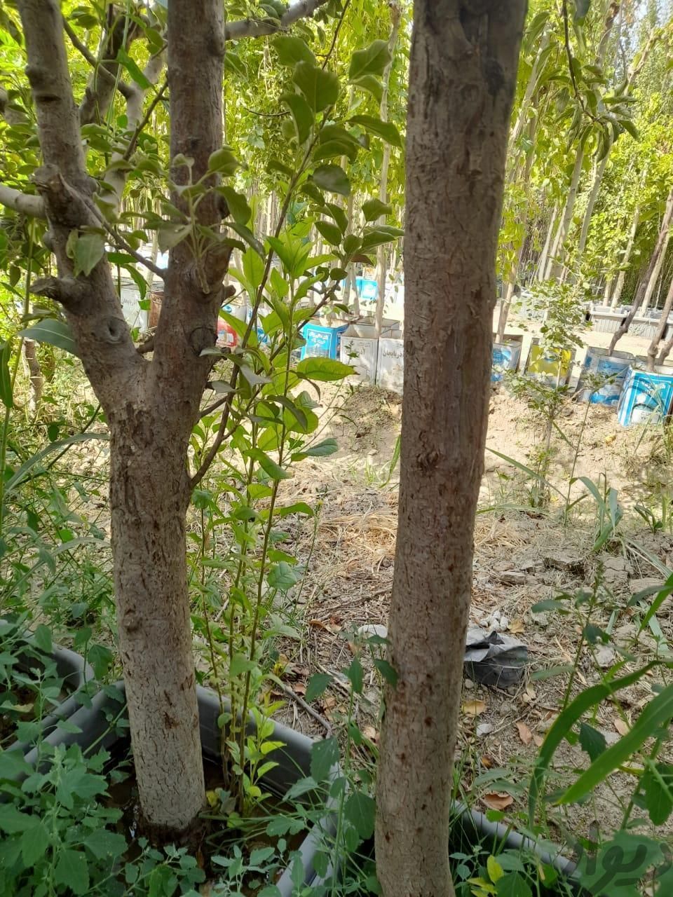 گل وگیاه خدمات سرویس نهال درخت درختچه میوه گلدانی|عمده‌فروشی|تهران, باغ خزانه|دیوار