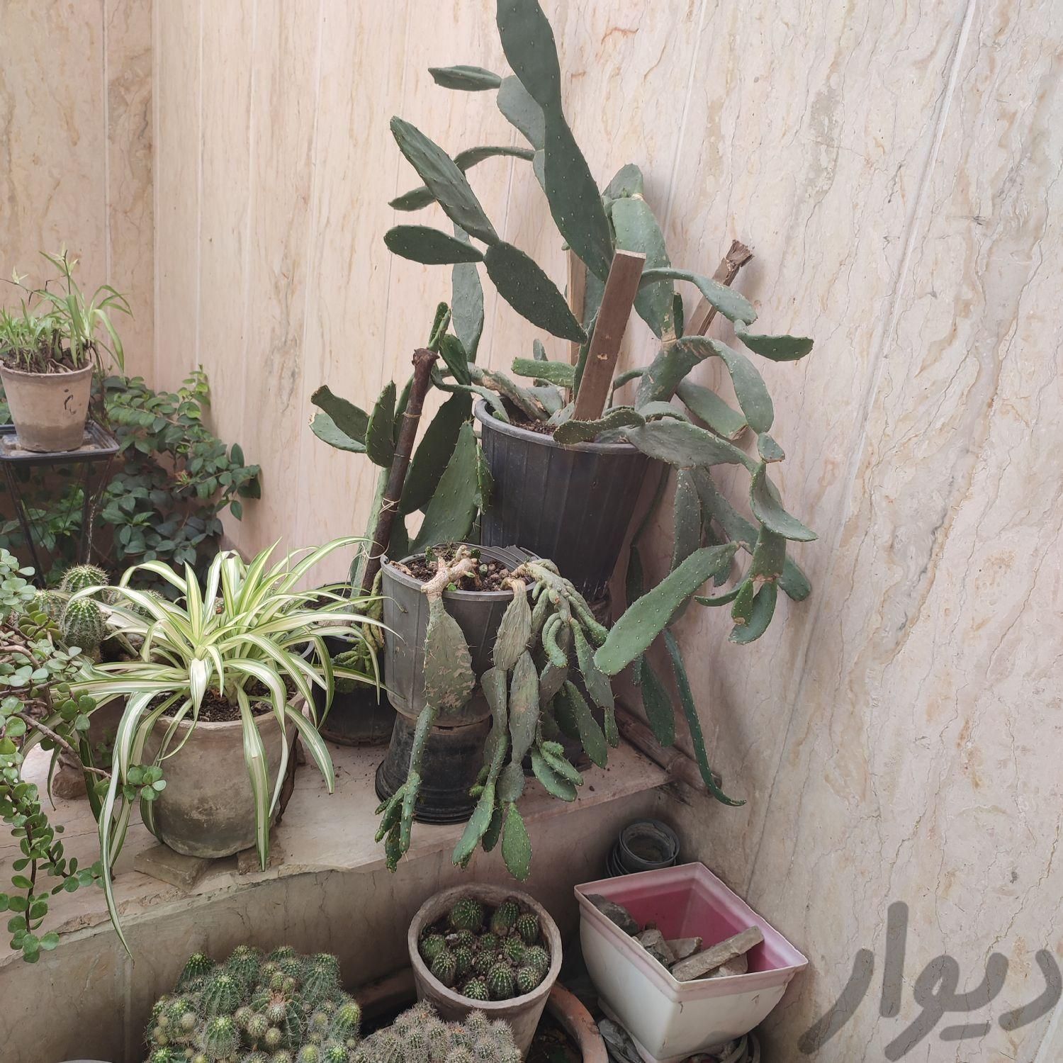 کاکتوس های زیبا|گل و گیاه طبیعی|تهران, مخصوص|دیوار