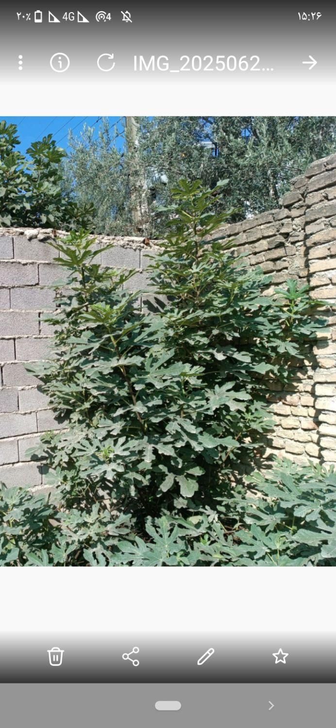 250متر‌زمین‌مسکونی‌خیابان‌ایت‌ا...‌غفاری‌بهشهر|فروش زمین و ملک کلنگی|بهشهر, |دیوار