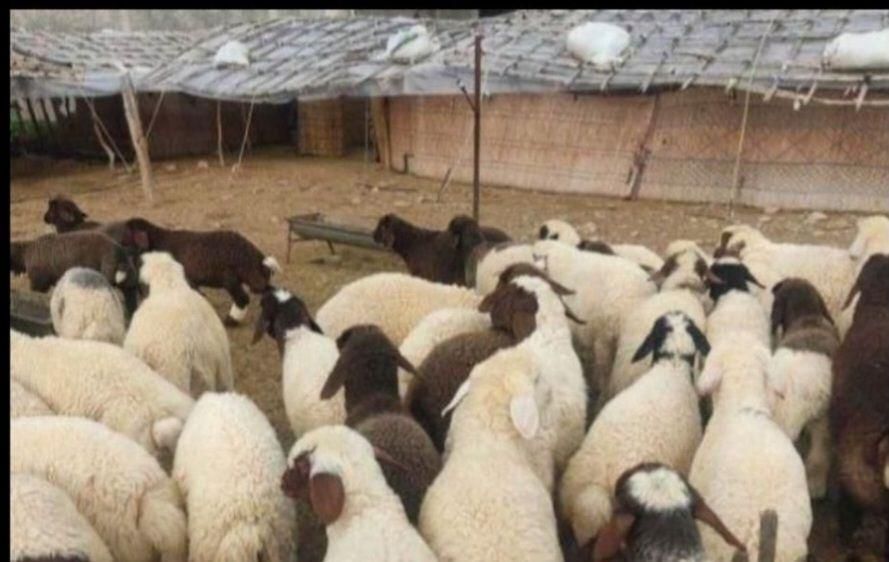 فروش گوسفندنازی آبادفلاح کیانشهرخانی آباد|حیوانات مزرعه|تهران, نازی‌آباد|دیوار
