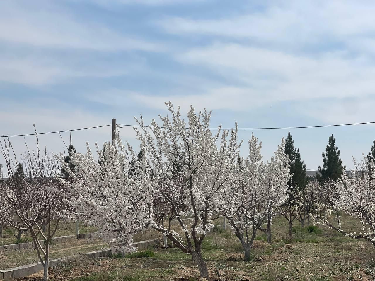 باغچه ۵۰۰متری تک برگ سهیلیه زعفرانیه اقبالیه|فروش زمین و ملک کلنگی|کرج, حصارک بالا|دیوار
