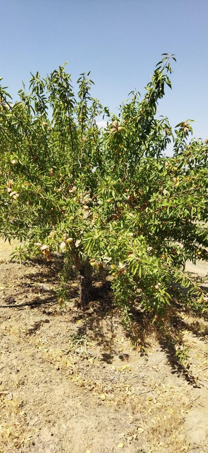 باغی رویایی بامنظره‌ای بی‌نظیردرکنار( پل زمانخان)|فروش زمین و ملک کلنگی|شاهین‌شهر, مخابرات (شهید بهشتی)|دیوار