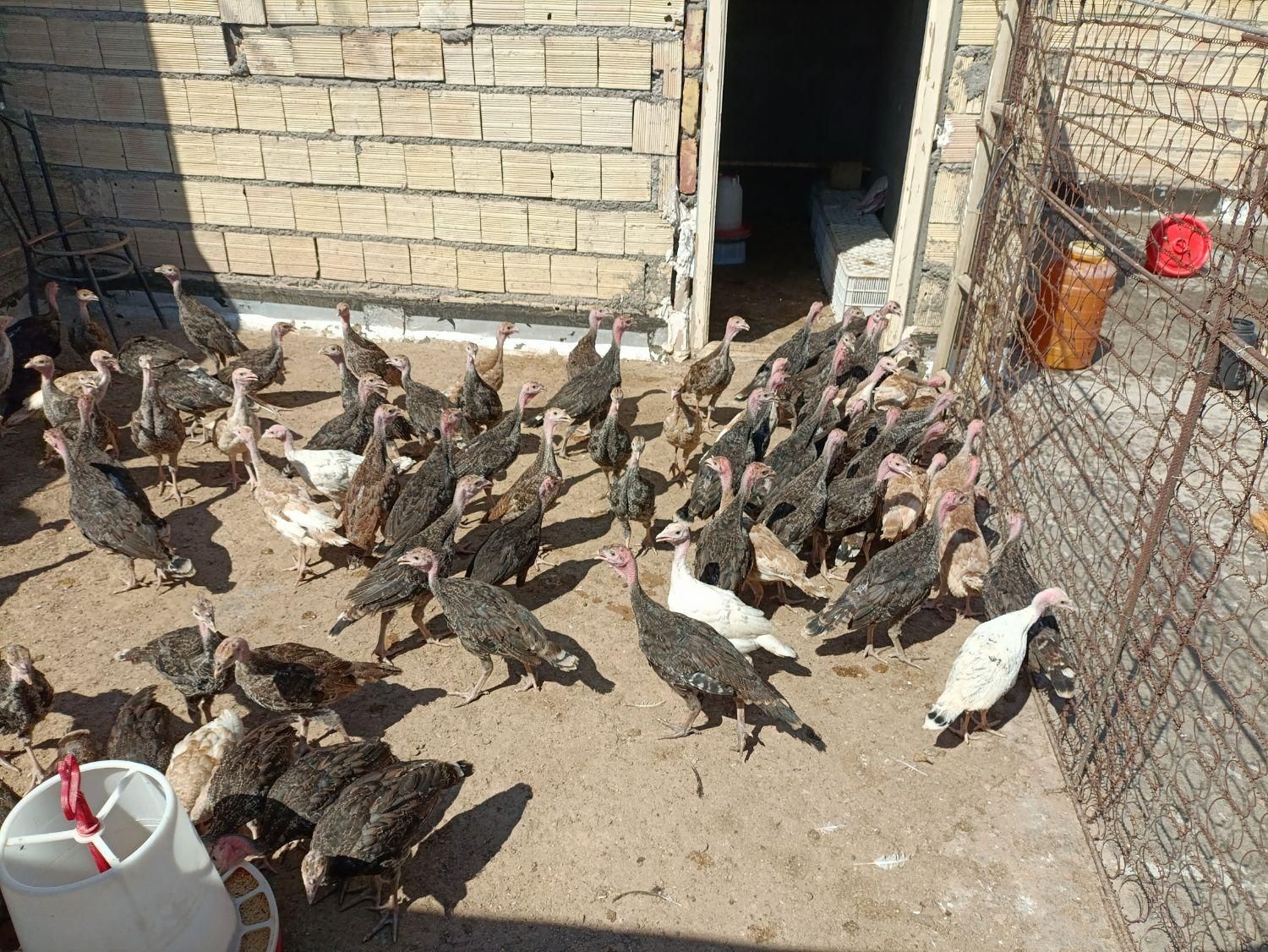 جوجه بوقلمونه برنز و بربون|حیوانات مزرعه|میانه, |دیوار