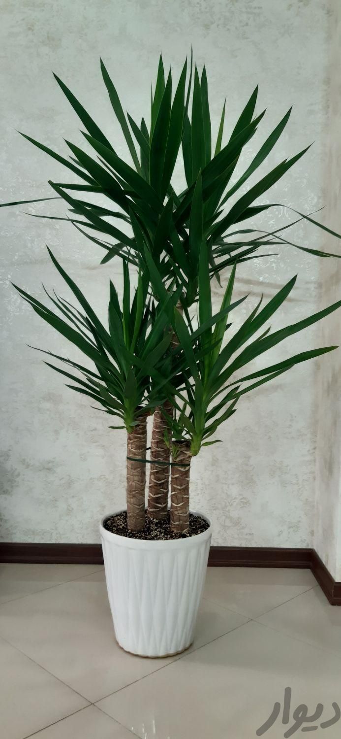 یوکا سه تنه با شاخه های متعدد سالم و با رشد مداوم|گل و گیاه طبیعی|مشهد, رضاشهر|دیوار