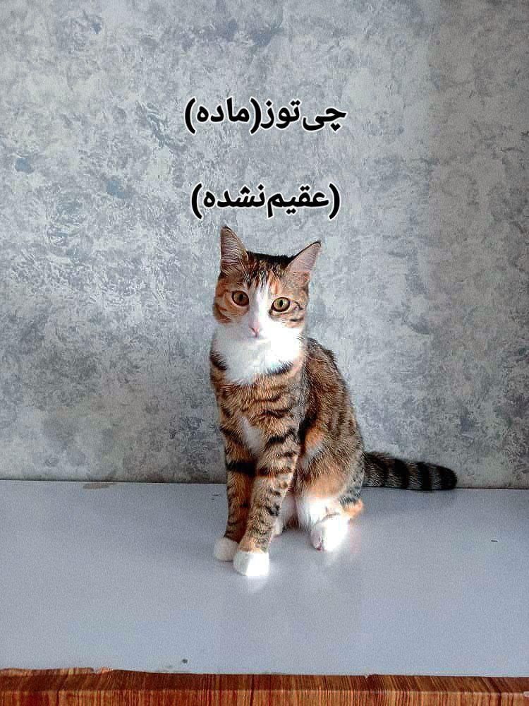 واگذرازی ۴تا پیشی ناز|گربه|تهران, هاشمی|دیوار