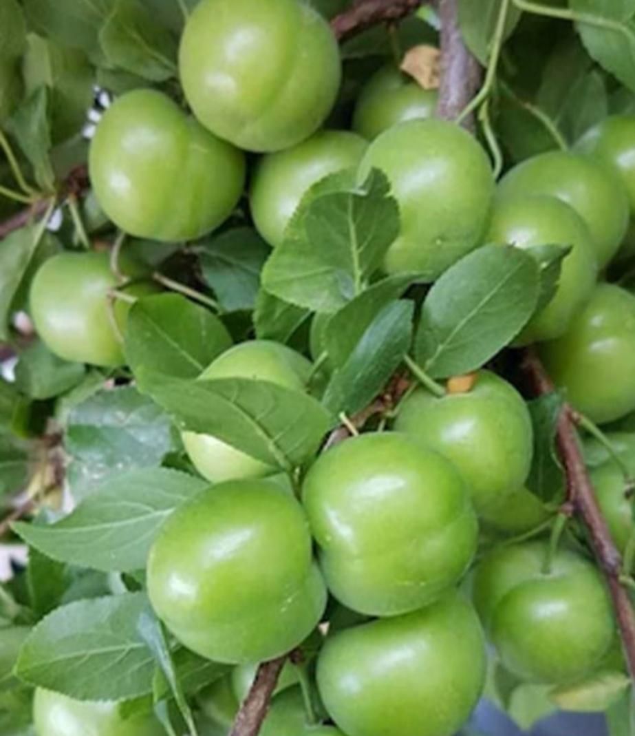 نهال های گوجه سبز و قرمز(چاقاله)گلدانی آماده کاشت|خدمات باغبانی و درختکاری|تهران, استاد معین|دیوار