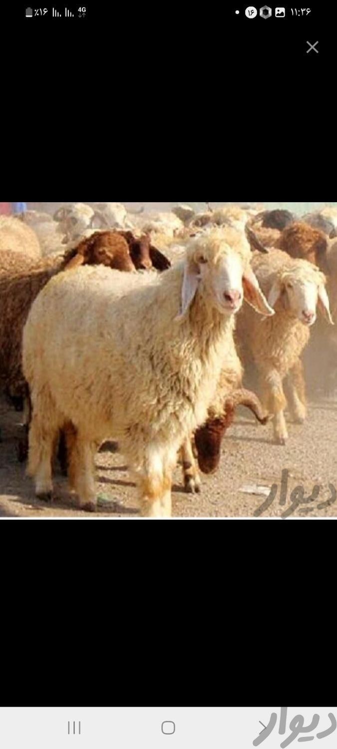 گوسفند مزرعه خراسان گوسفنده زنده|حیوانات مزرعه|مشهد, کشاورز|دیوار