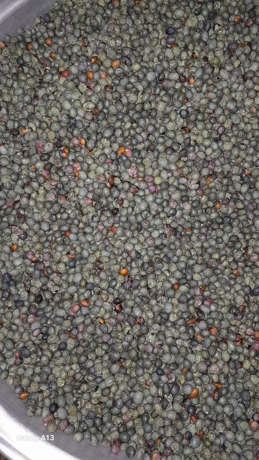 بنه کوهی و کسور کوهی(کلخونگ) عمده  فقط تماس|خوردنی و آشامیدنی|شیراز, باغ تخت|دیوار
