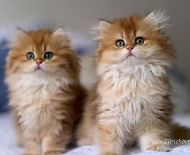 بچه گربه های اشرافی در مشهد|گربه|مشهد, امیریه|دیوار