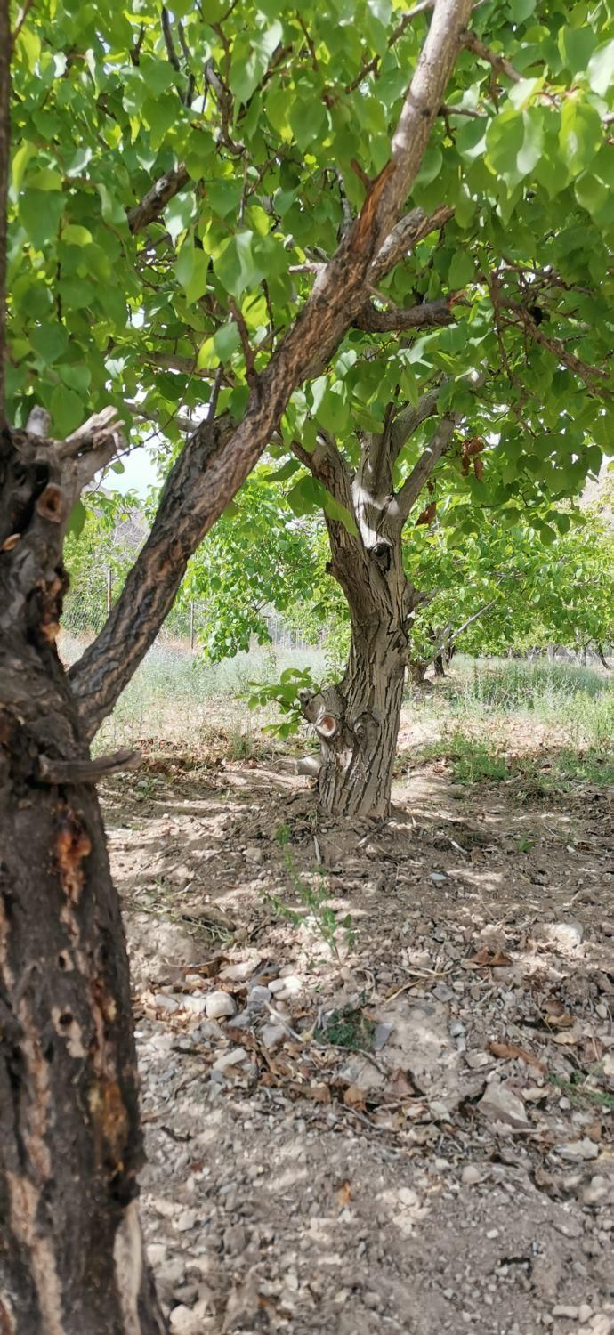 باغ 1450متری با چشمه|فروش خانه و ویلا|گرمسار, |دیوار