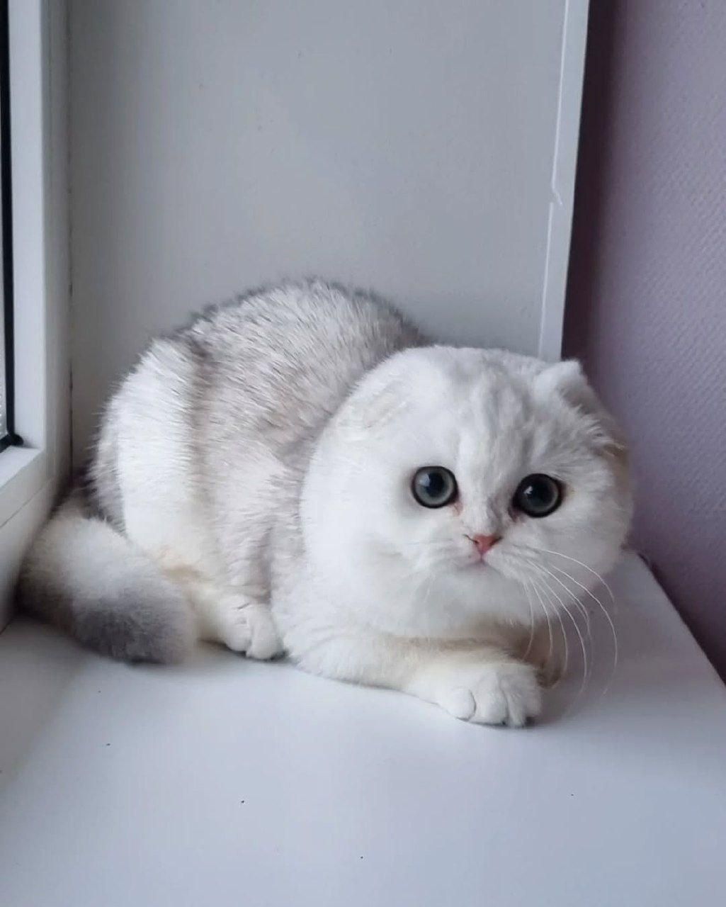 گربه های گوگولی اصیل ( اسکاتیش پرشین بریتیش )|گربه|مشهد, سجاد شهر|دیوار