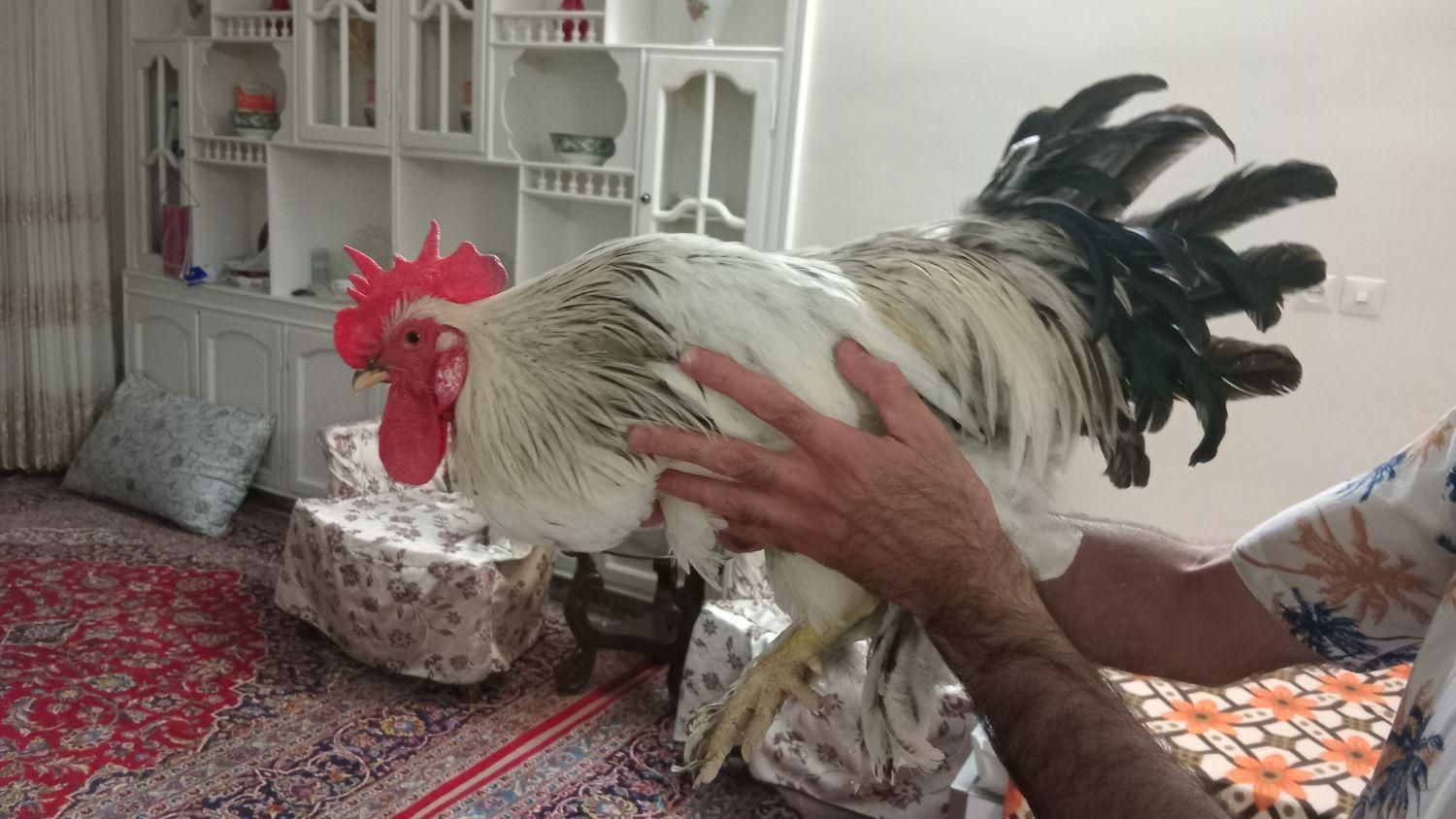 خروس برهما|حیوانات مزرعه|اصفهان, گورتان|دیوار