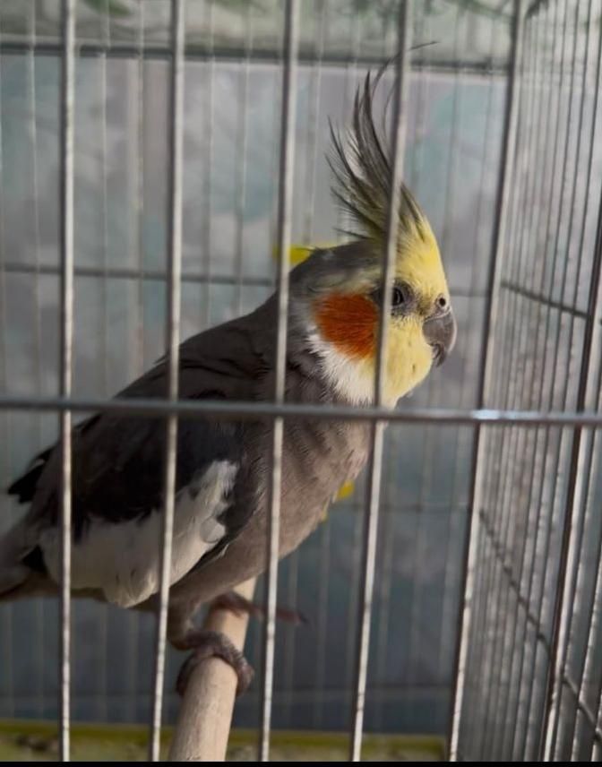 گمشده دوعدد عروس هلندی(کوکو، چیکو)|حیوانات|بندر کنگان, |دیوار