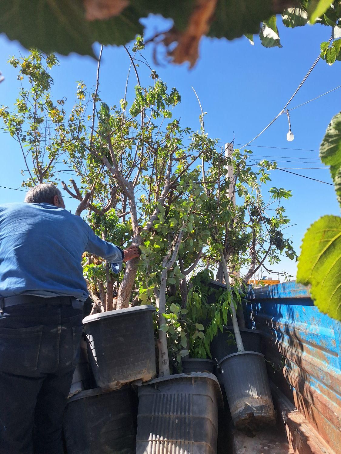 درخت و نهال تنه دار قوی نما دار|خدمات باغبانی و درختکاری|فلاورجان, |دیوار