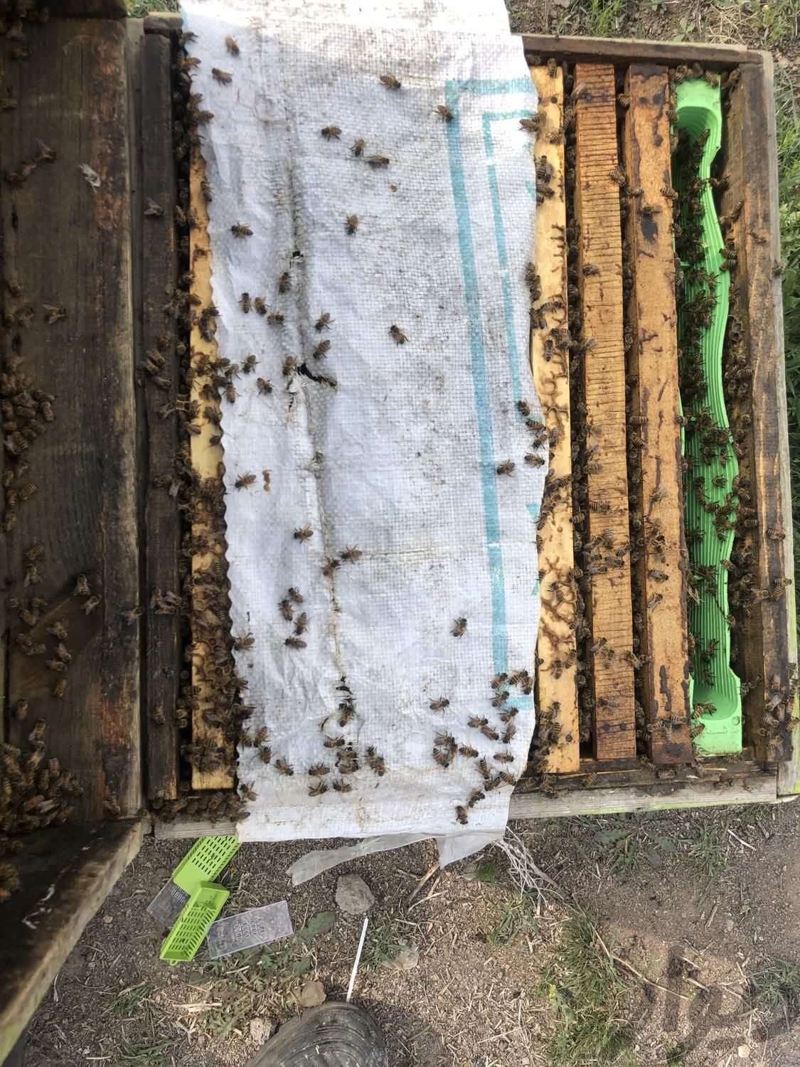 زنبورعسل|حیوانات مزرعه|دماوند, |دیوار
