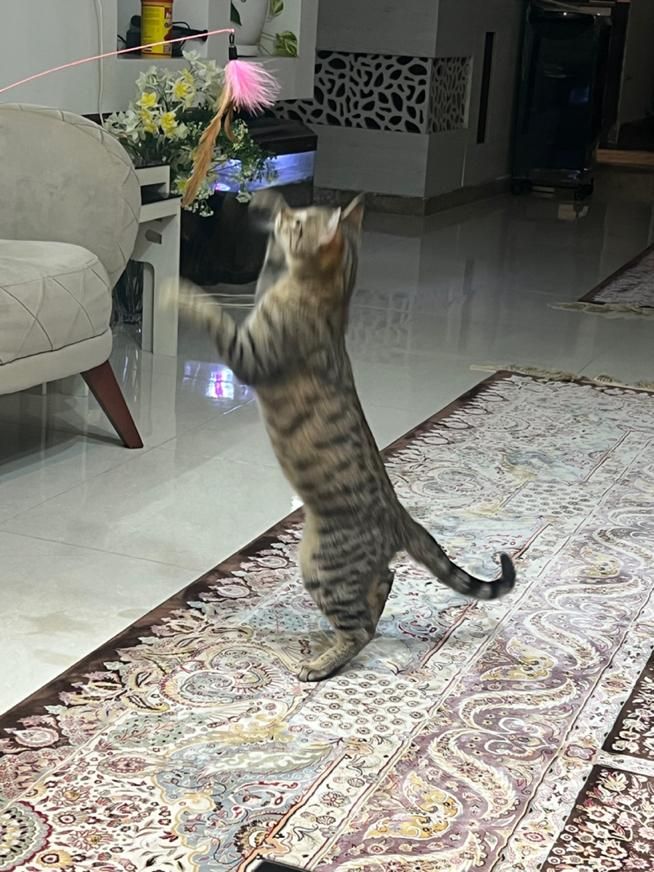 واگذاری گربه|گربه|آمل, |دیوار