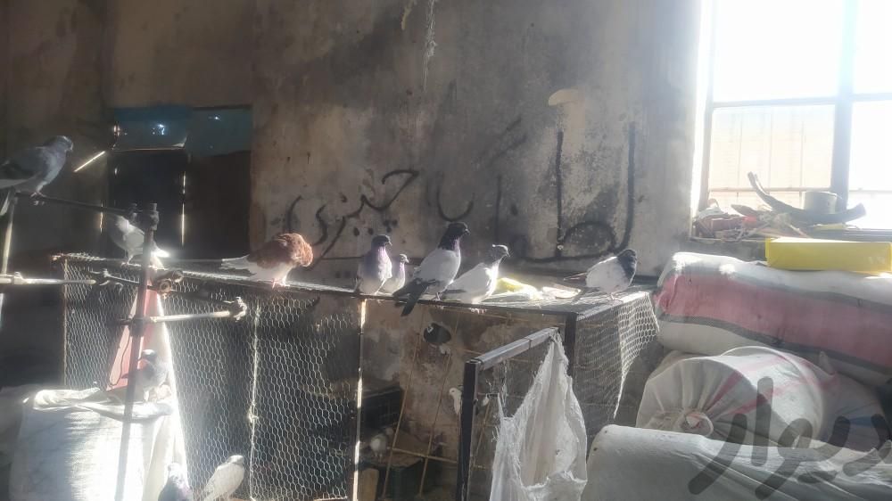 فروش کبوتر پاکستانی پرشی|پرنده|اصفهان, محمدآباد|دیوار