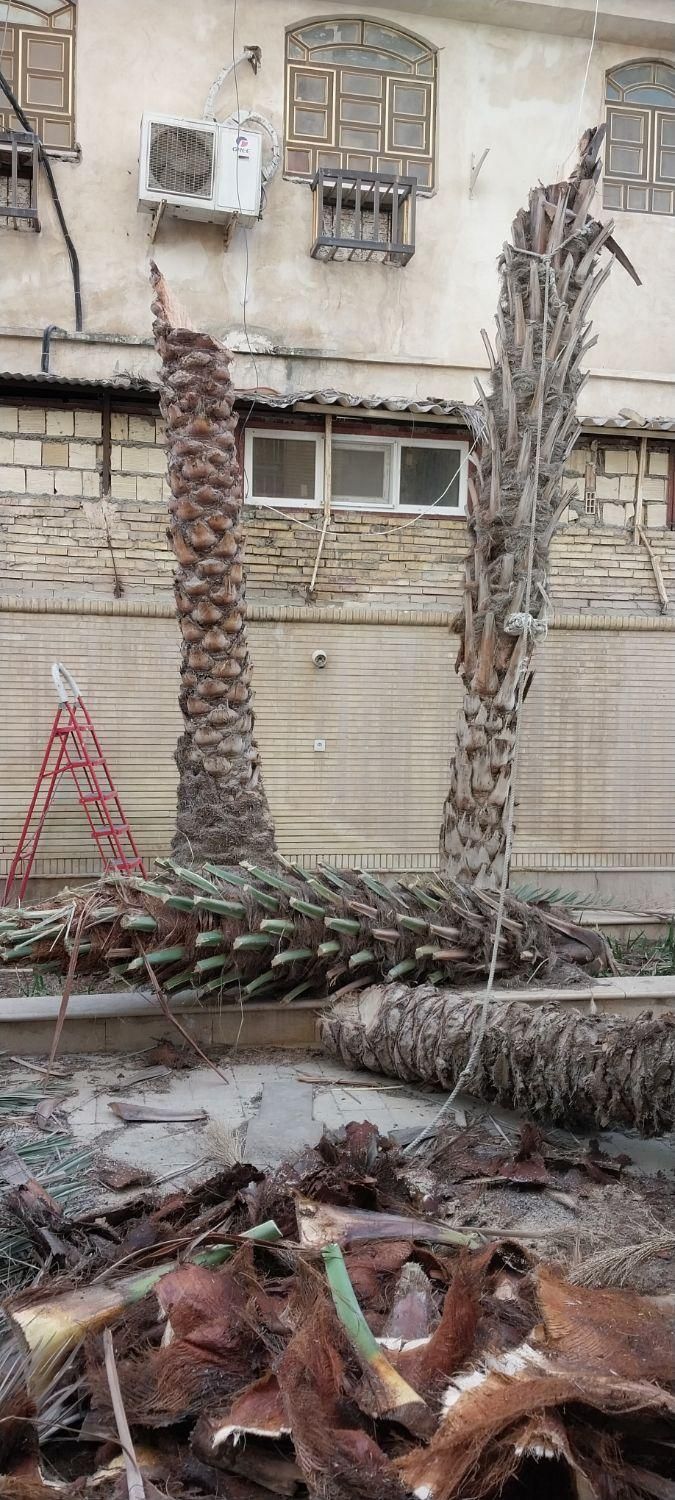 قطع وهرس انواع نخل ودرختان مزاحم|خدمات باغبانی و درختکاری|بندرعباس, |دیوار