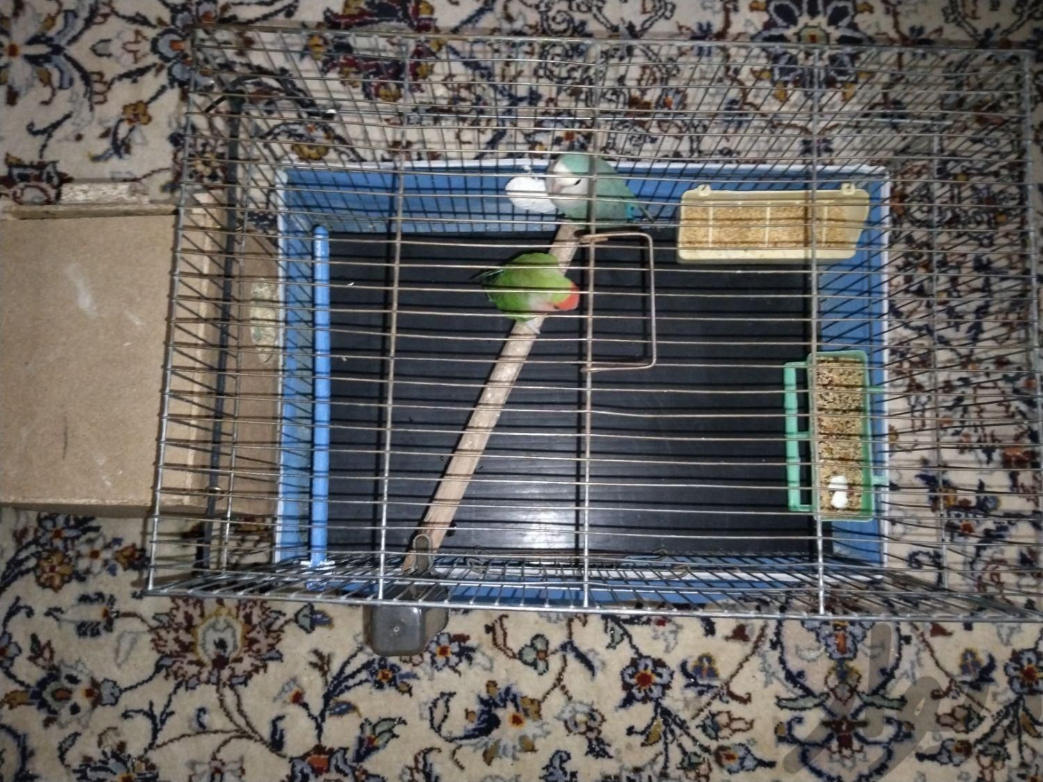 طوطی برزیلی|پرنده|تهران, کاروان|دیوار