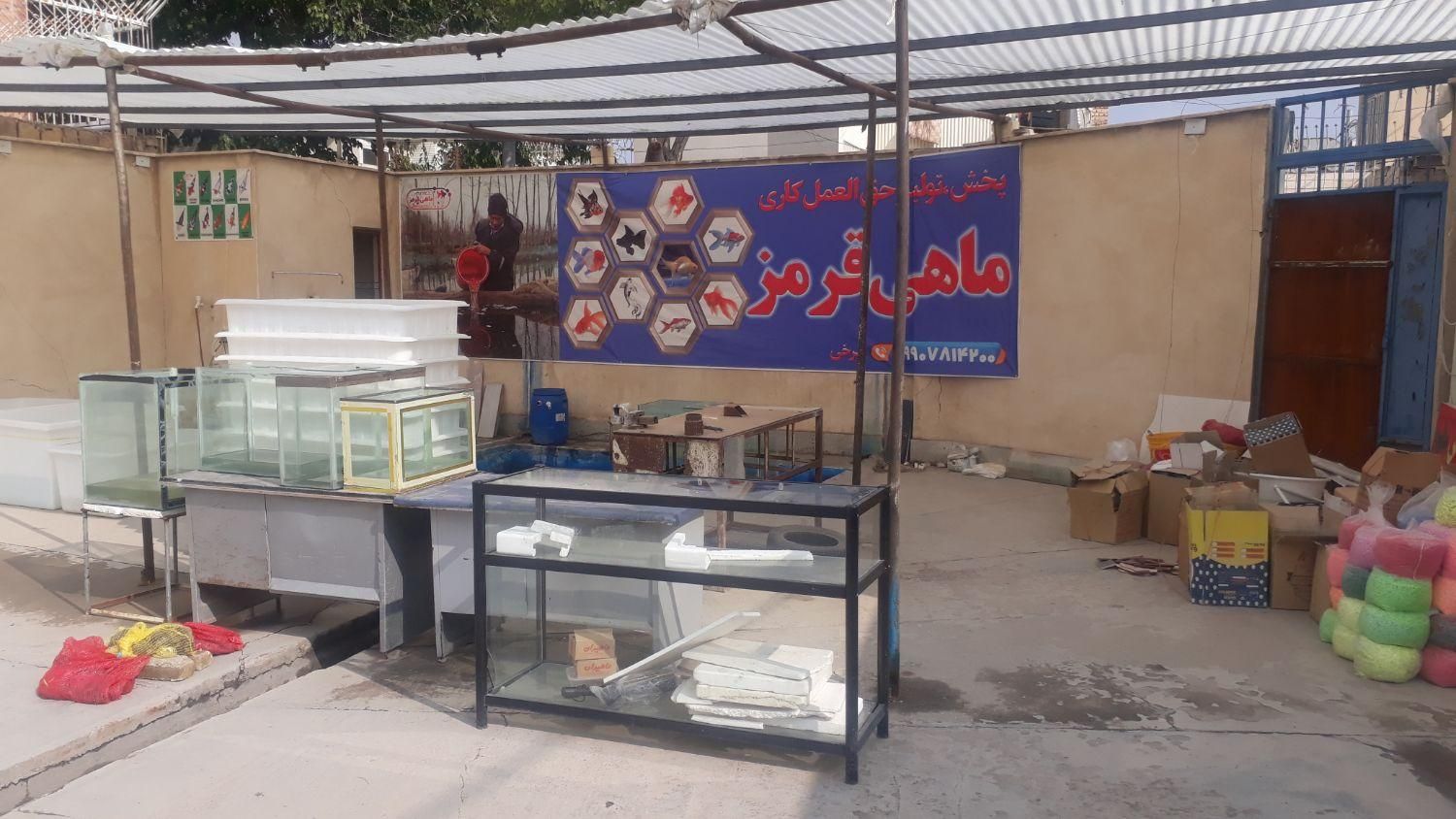 ماهی کپور. قرمز. کوی.|ماهی|سمنان, |دیوار