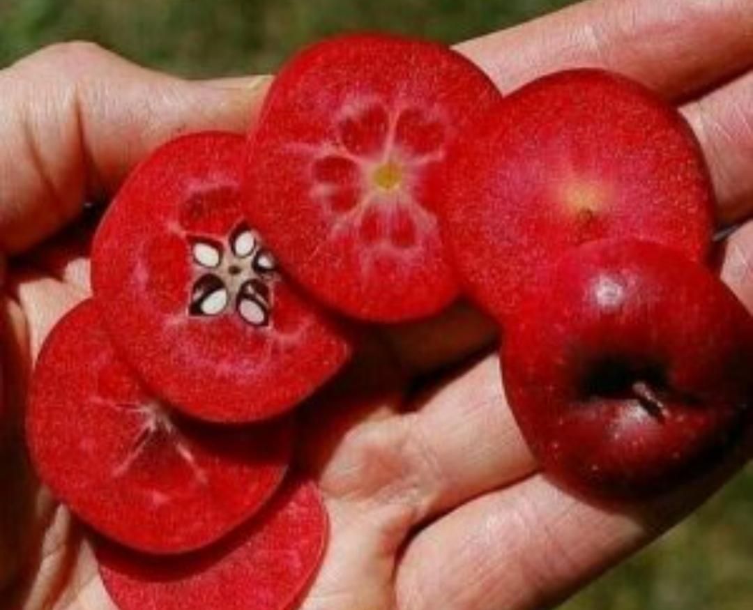 کلیه نهال های روز دنیا گلدانی سیب خونی الو‌خونی و.|خدمات باغبانی و درختکاری|اصفهان, پرتمان|دیوار