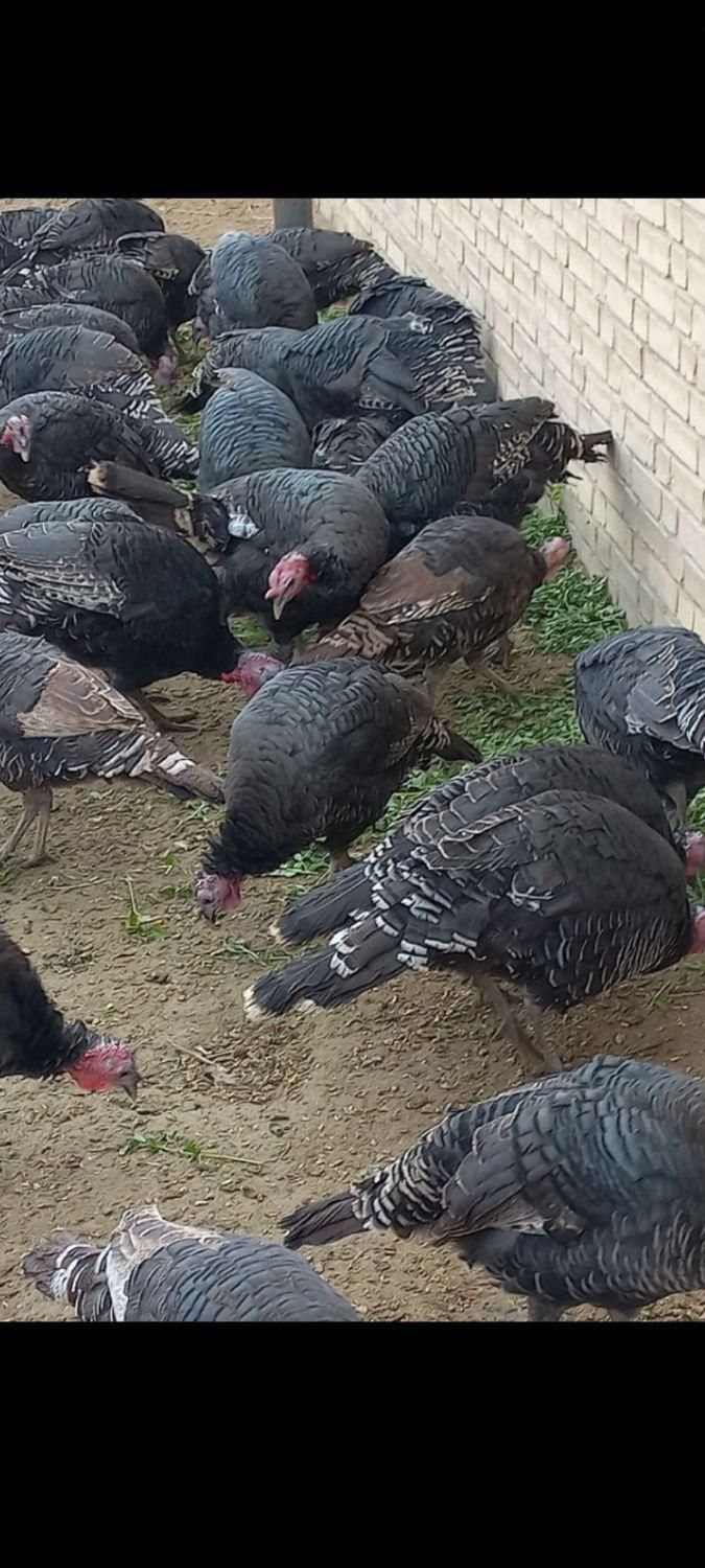 خرید و فروش انواع بوقلمون|حیوانات مزرعه|اصفهان, رهنان|دیوار