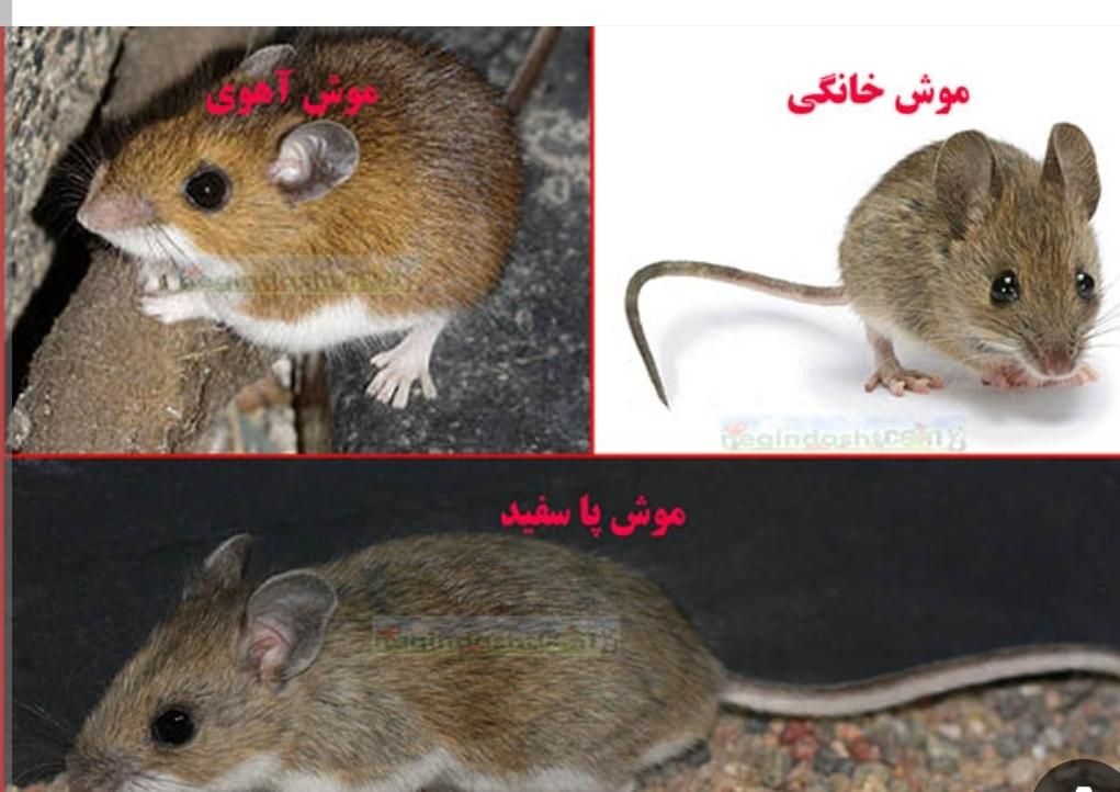 سمپاشی سم پاشی موریانه ساس کک کنه سوسک پردیسان قم|خدمات نظافت|قم, بلوار امین و ساحلی|دیوار