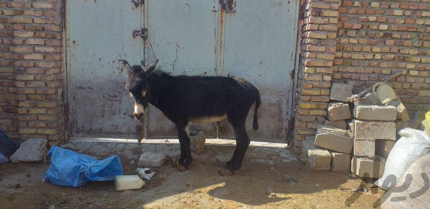خر**|حیوانات مزرعه|اسدآباد, |دیوار