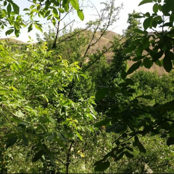 فروش باغ گیلاس روستای آل ۳۷۰۰ متر|فروش دفتر صنعتی، کشاورزی، تجاری|مشهد, خواجه ربیع|دیوار