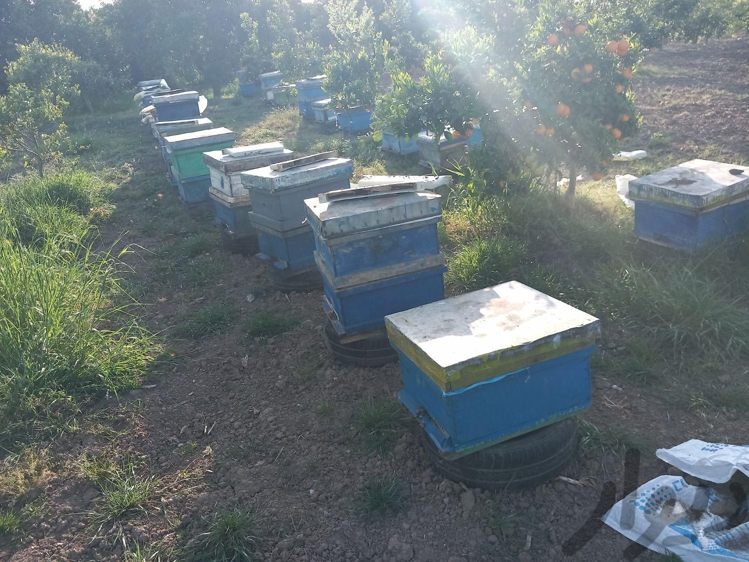 فروش ۲۰ کلنی زنبور|لوازم جانبی مربوط به حیوانات|نکا, |دیوار