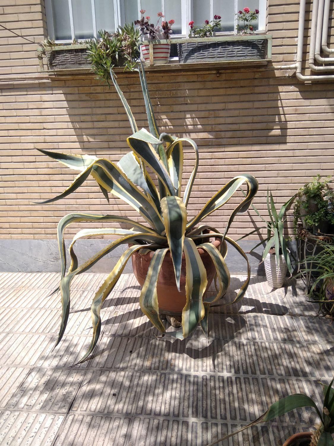 گیاه کاکتوس طبیعی|گل و گیاه طبیعی|تهران, مسعودیه|دیوار