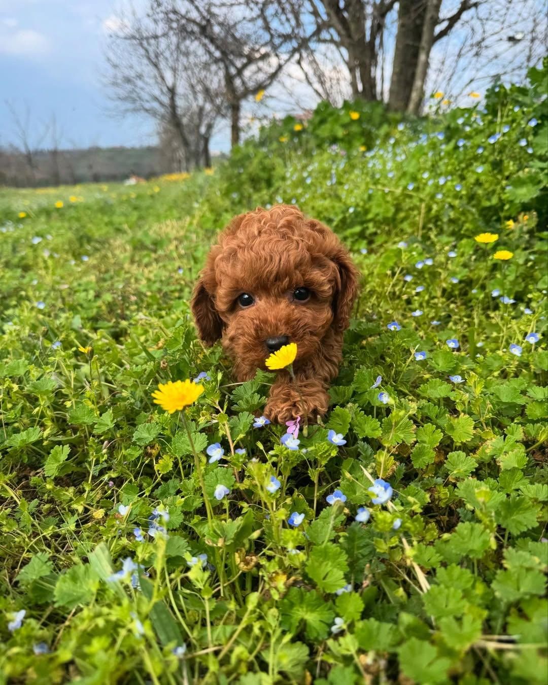 سگ توله توی پودل ۶۸ روز رد|سگ|تهران, سعادتآباد|دیوار