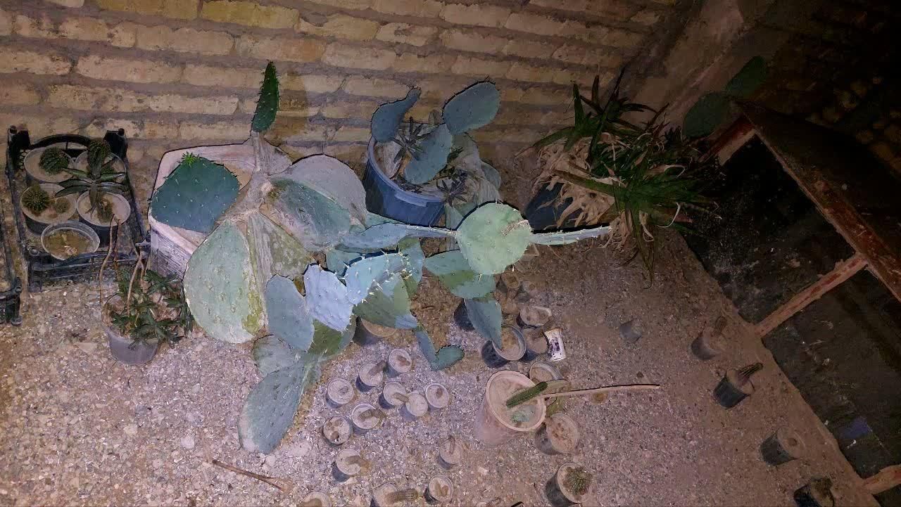 گل کاکتوس|گل و گیاه طبیعی|اصفهان, دنارت|دیوار