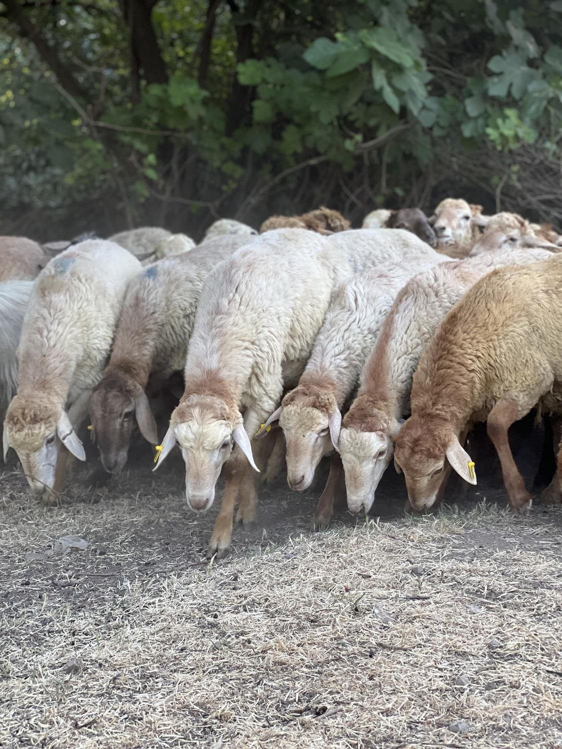 گوسفند کردستان با پلاک دامپزشکی|حیوانات مزرعه|تهران, پونک|دیوار