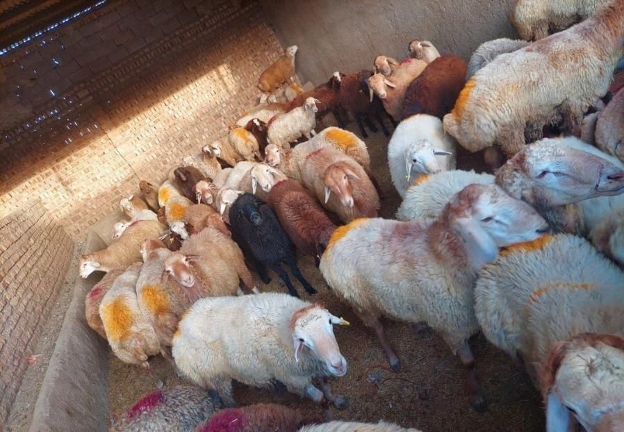 گوسفند زنده با باسکول درب منزل همراه با سلاخ|حیوانات مزرعه|تهران, ونک|دیوار