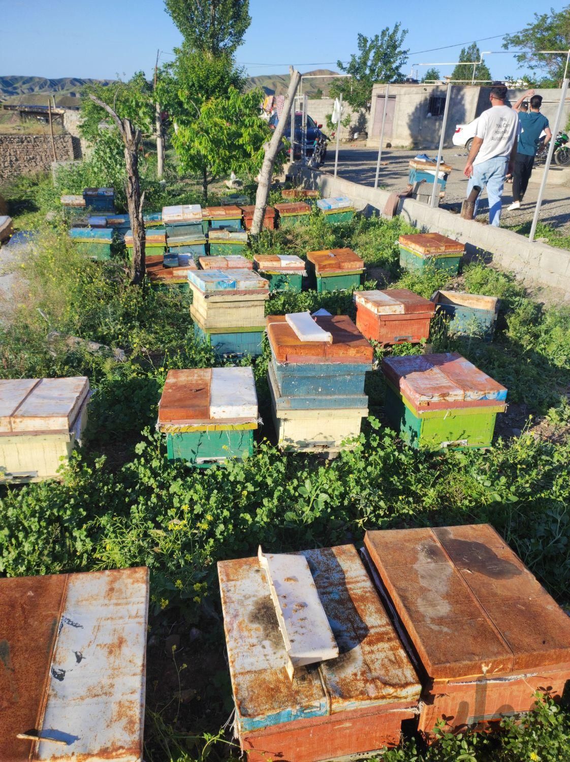 کندوی زنبور عسل|حیوانات مزرعه|اهر, |دیوار