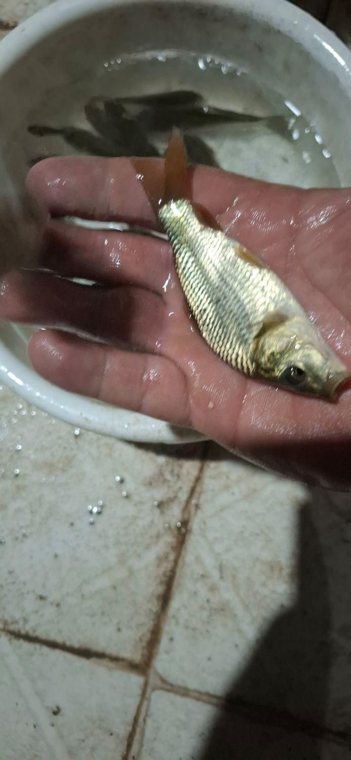 بچه ماهی کپورواموروفیتوفاک و فیتوفاک|ماهی|کرمانشاه, |دیوار