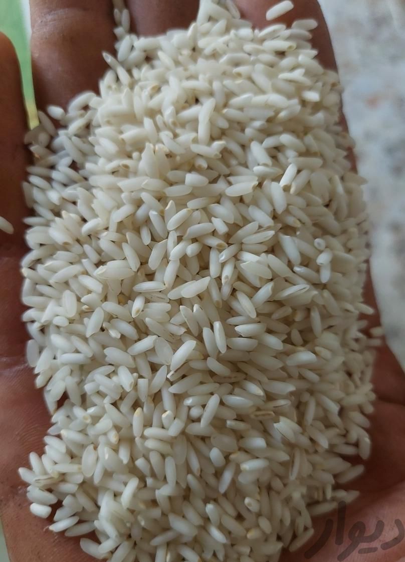برنج عنبربو کتافی / عنبر بو شوشتر|خوردنی و آشامیدنی|کرمان, |دیوار