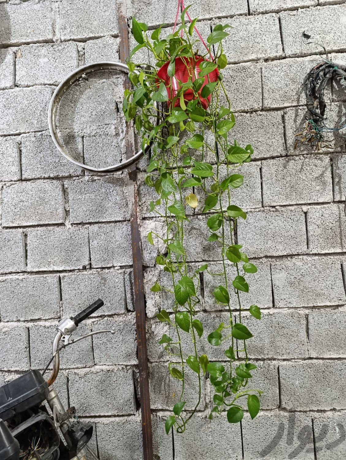 گل پیچ شاخه دار تمیز|گل و گیاه طبیعی|بوشهر, |دیوار