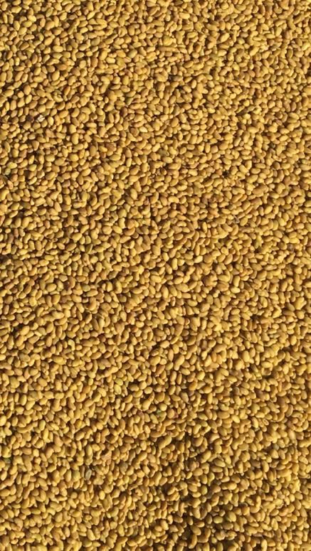 بذر قره یونجه اصلاح شده|عمده‌فروشی|میاندوآب, |دیوار