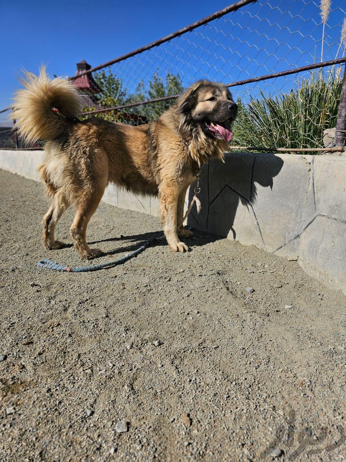 سگ نر و ماده قفقازی|سگ|تهران, سعادت‌آباد|دیوار