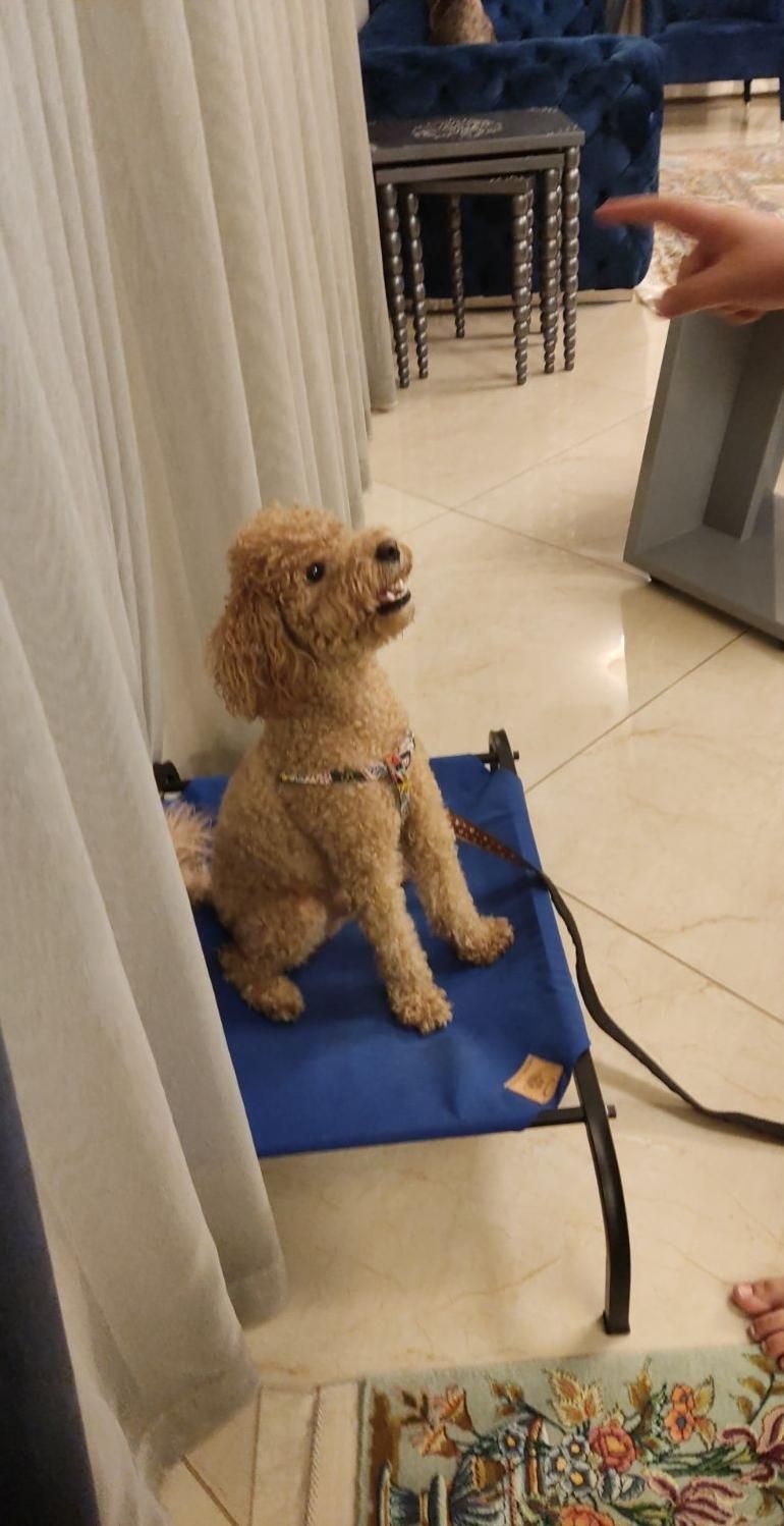 مربی سگ شیراز.آموزش سگ های خانگی.پانسیون سگ|خدمات آموزشی|شیراز, فرهنگ شهر|دیوار