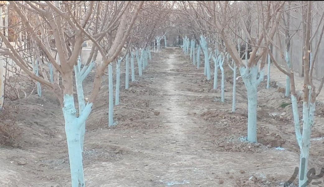 باغبانی سمپاشی تلیرزدن هرس کردن کوددهی درتمام نقاط|خدمات باغبانی و درختکاری|مشهد, بلوار توس|دیوار