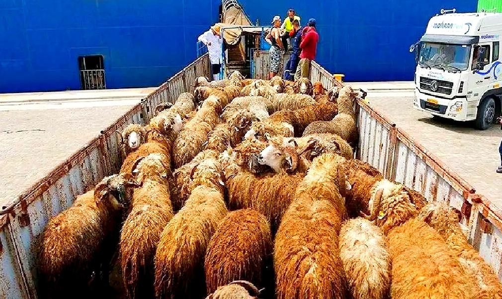 30٪ آف ویژه عیدقُربان/گوسفند زنده بضمانت نصفه گوشت|حیوانات مزرعه|تهران, نازی‌آباد|دیوار