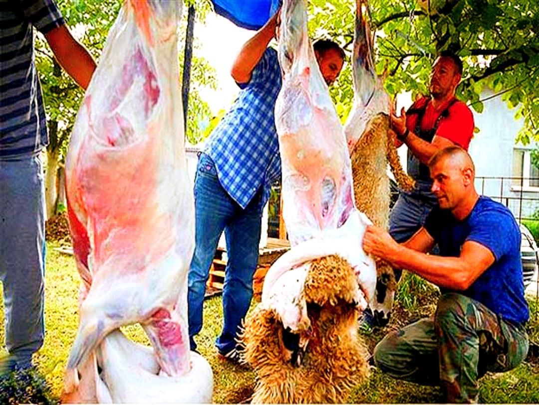 *زیر نرخ بازار*عقیقه/قربانی/مصرفی دام زنده بشرط|حیوانات مزرعه|تهران, شهرک شهید رجایی (کوی نوبنیاد)|دیوار