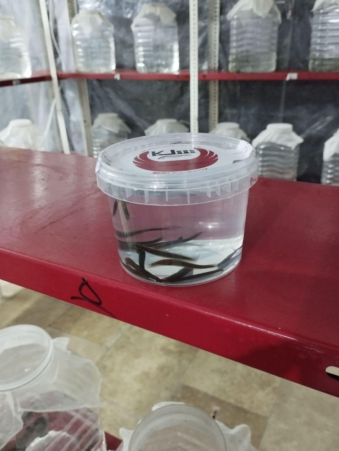 فروش زالو آماده آرایشی و طبی شلکا‌«جراح کوچک »|عمده‌فروشی|تهران, جوادیه تهرانپارس|دیوار