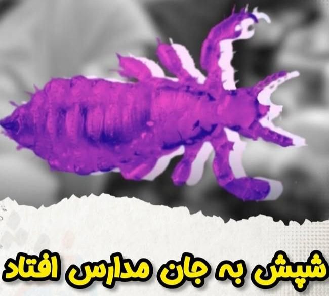 رفع و پاکسازی شپش و رشک در مراکز|خدمات آرایشگری و زیبایی|قم, باغ شریفی|دیوار