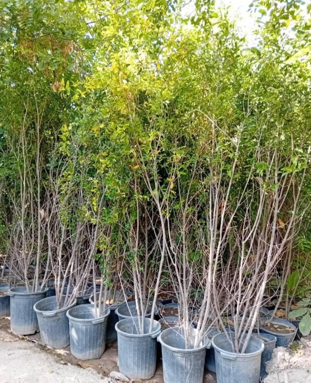 نهال های انار سن بزرگ سطلی چهار ساله کاشت تابستان|خدمات باغبانی و درختکاری|اصفهان, ستار|دیوار