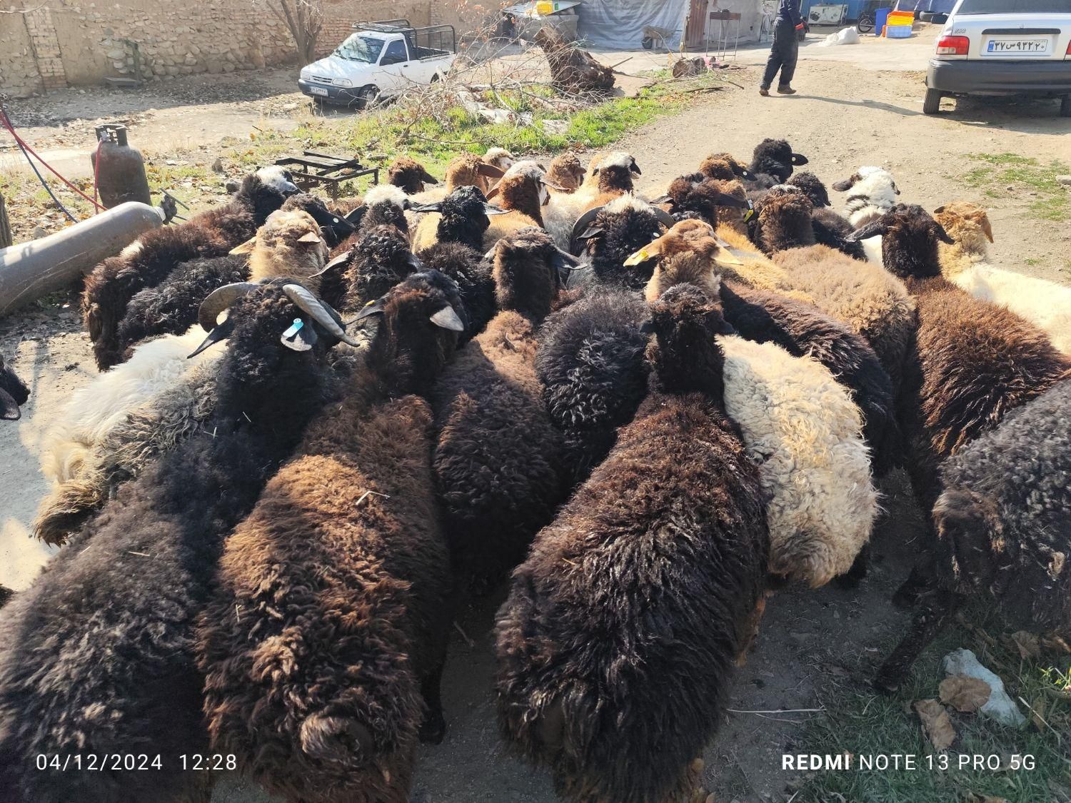 دام سرای فروش زنده دام کلیه مناطق تهران-|حیوانات مزرعه|تهران, سهروردی|دیوار